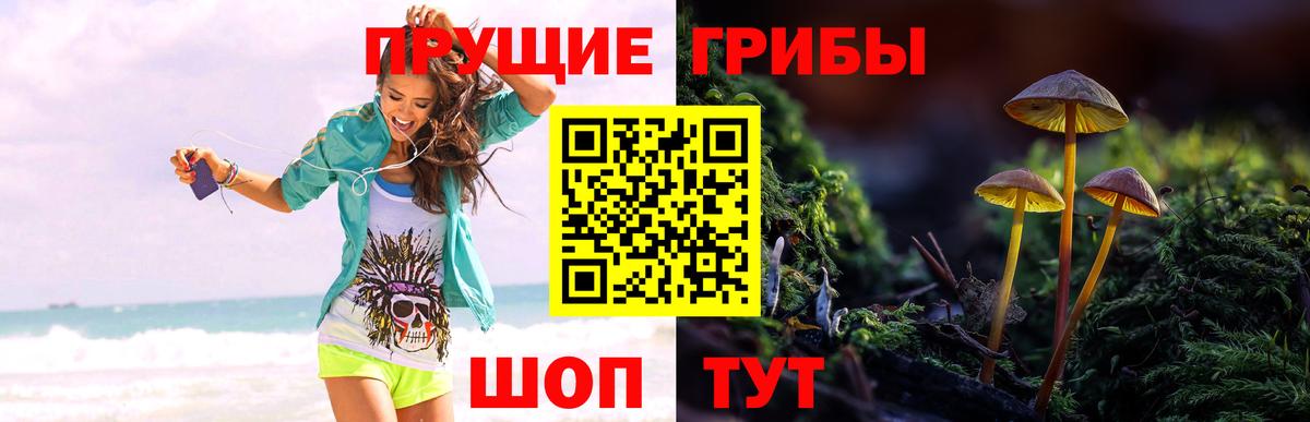 Псилоцибиновые грибы прущие грибы  Вход с VPN  Кимовск  Псилоцибиновые грибы прущие грибы 